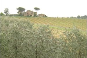 Tuscan landscape